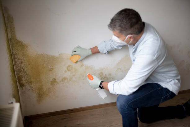 Asbestos and Lead Testing During Mold Inspection in Ixonia, WI