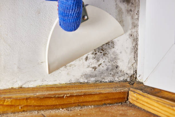 Best Mold Removal for HVAC Installations  in Ixonia, WI